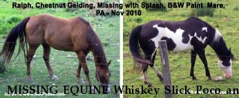MISSING EQUINE Whiskey Slick Poco and Splash Near Osceola, PA, 16942